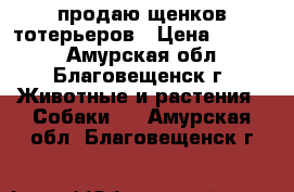 продаю щенков тотерьеров › Цена ­ 6 000 - Амурская обл., Благовещенск г. Животные и растения » Собаки   . Амурская обл.,Благовещенск г.